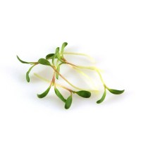 alfalfa8