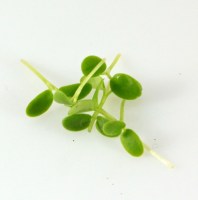 datelina_600