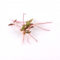 portulaca9_500x0